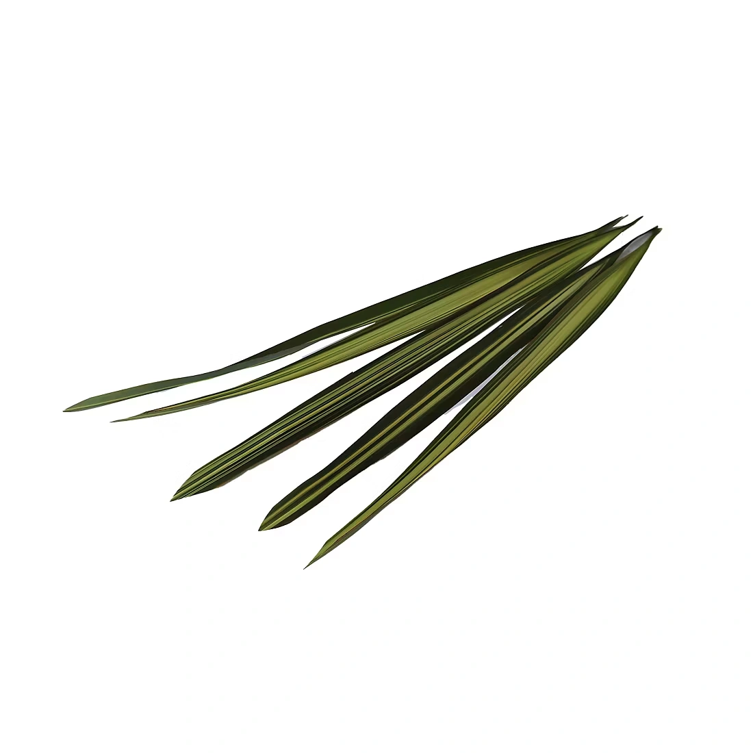 Flax Floral Filler, 200 Stems - Variegated
