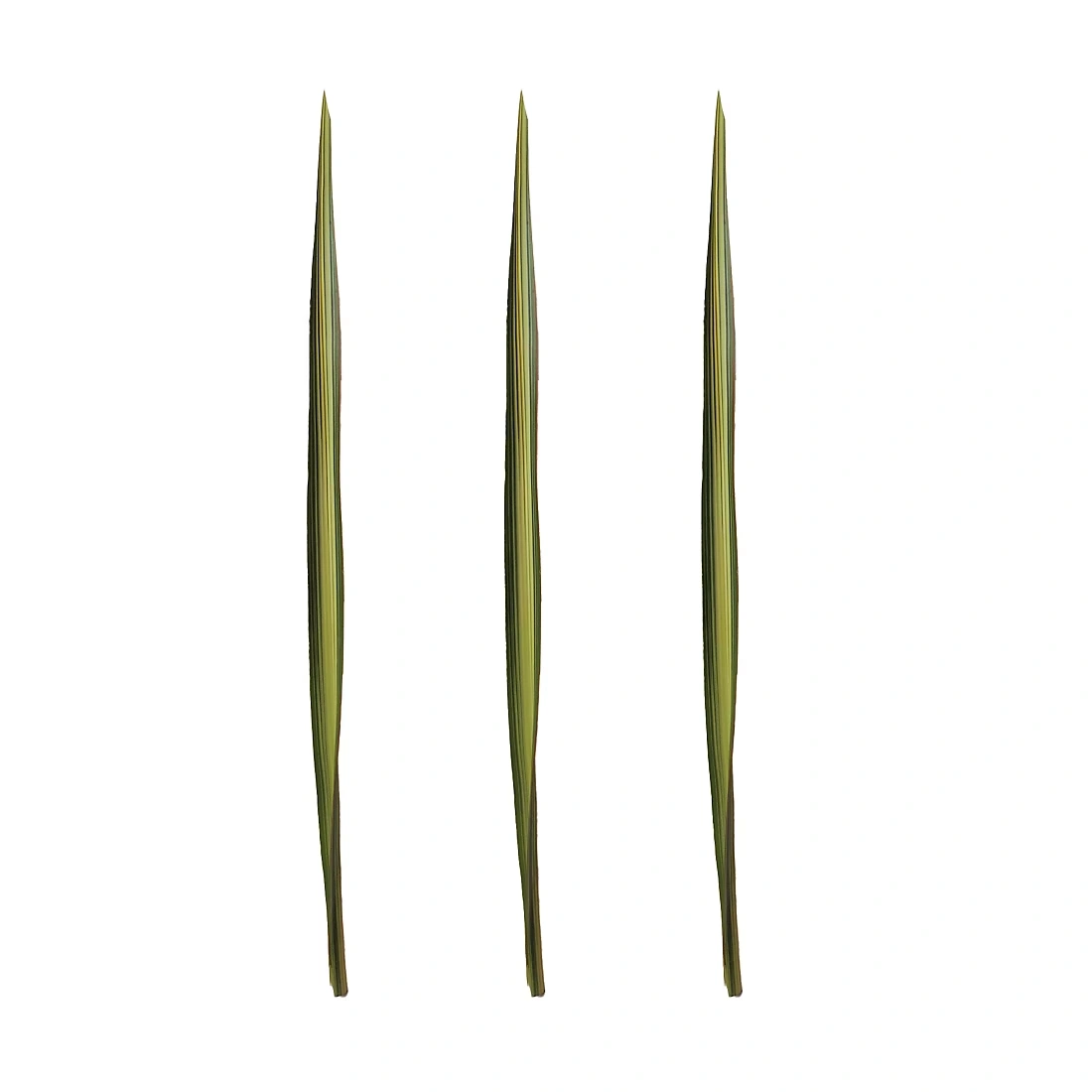 Flax Floral Filler, 200 Stems - Variegated