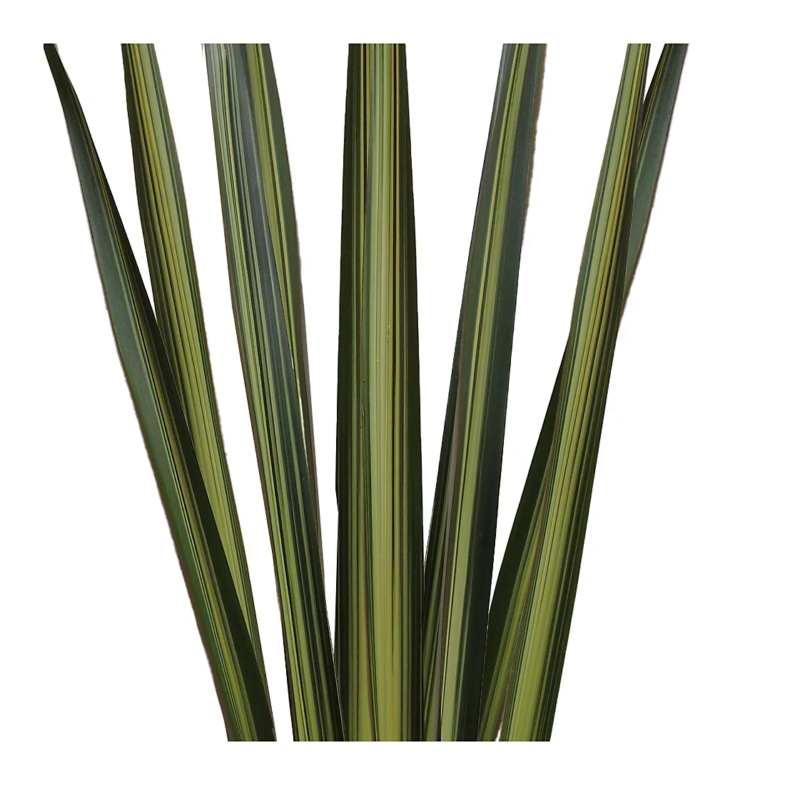 Flax Floral Filler, 200 Stems - Variegated