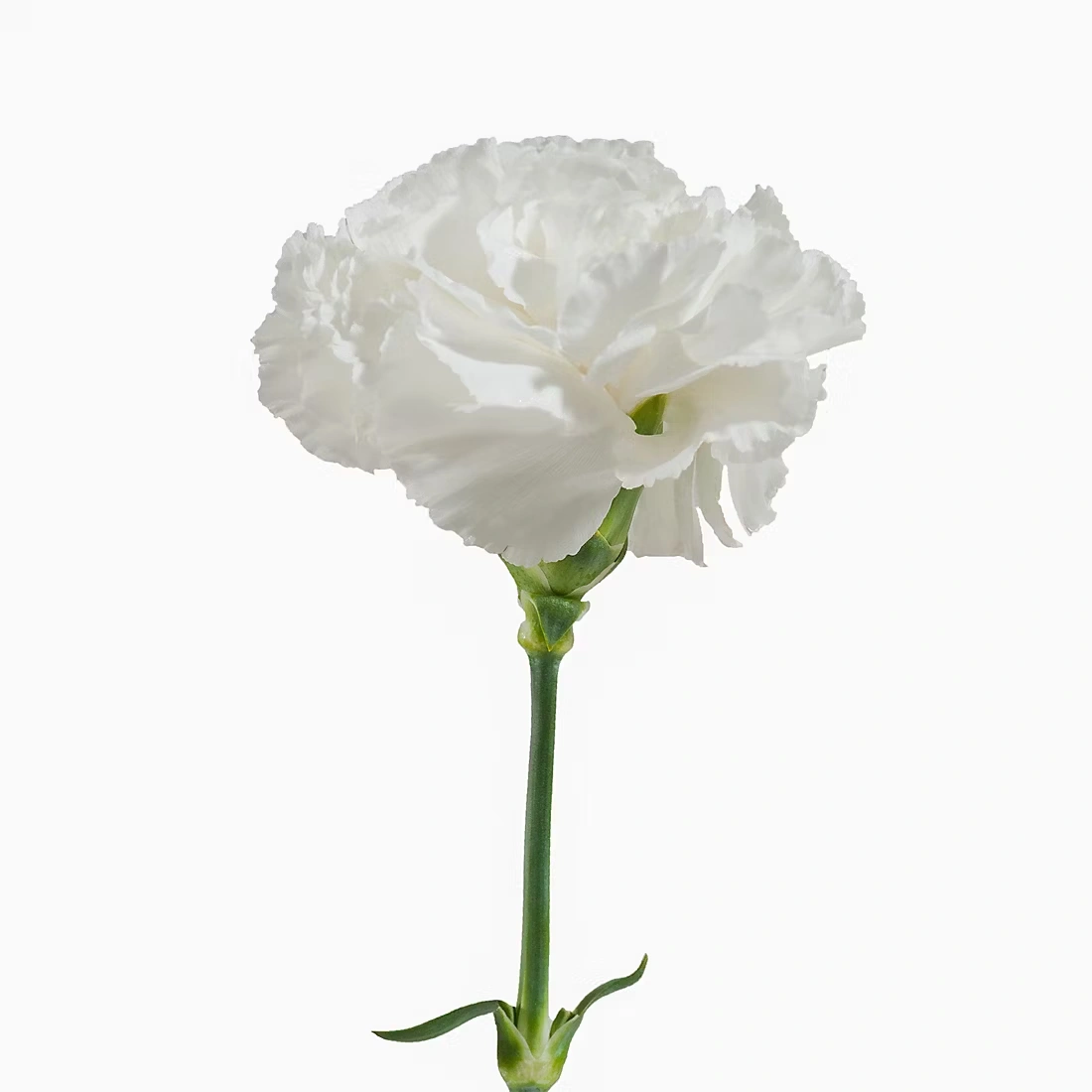 Carnation Wedding Assortment, 100/100 - White, Light Pink