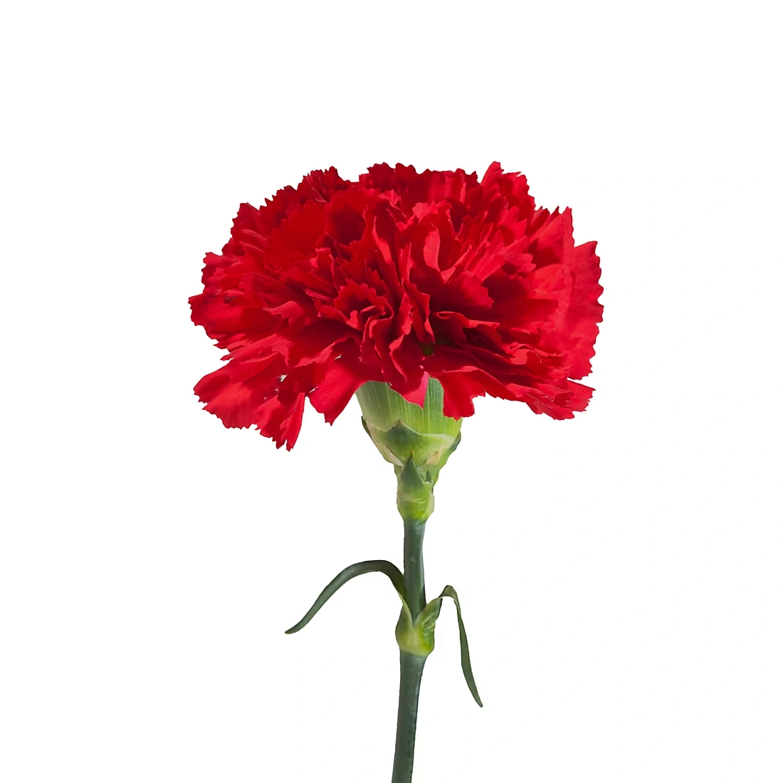 Carnation Wedding Assortment, 100/100 Stems - White, Red