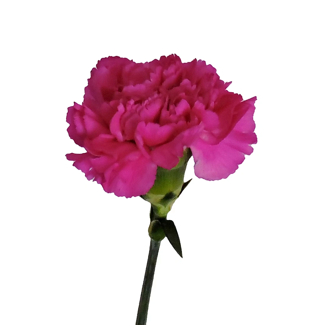 Carnation Wedding Assortment, 100/100 Stems - White, Lavender