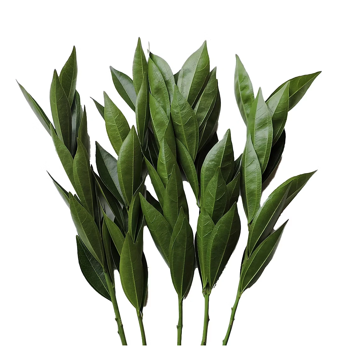 Cocculus, 150 Stems
