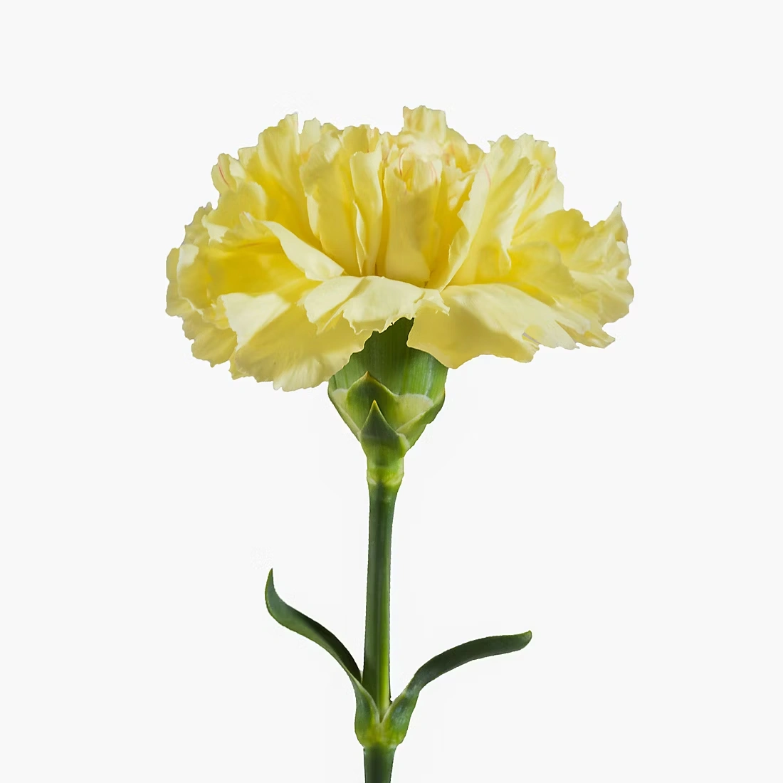White and Yellow Carnations, 200 Stems