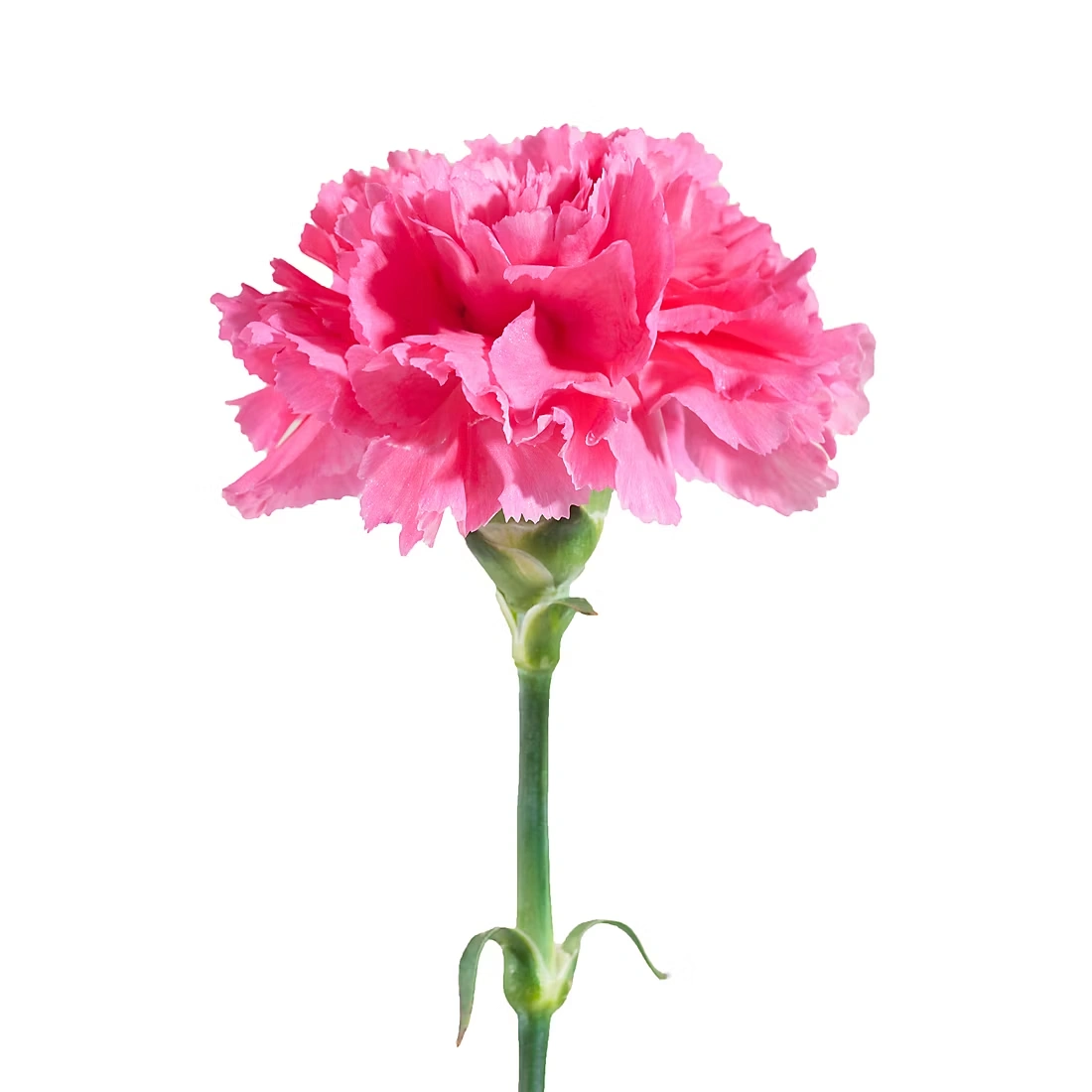 Pink Carnations, 200 Stems