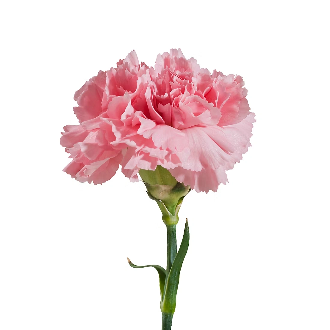 Pink Carnations, 200 Stems