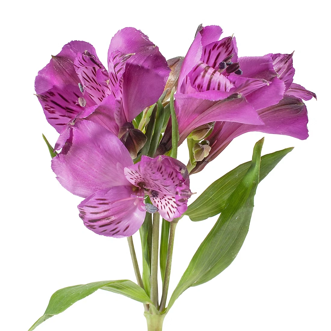 InBloom Alstroemeria, 120 Stems - Purple