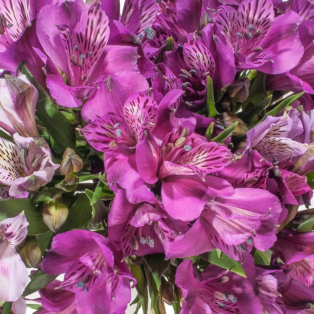InBloom Alstroemeria, 120 Stems - Purple