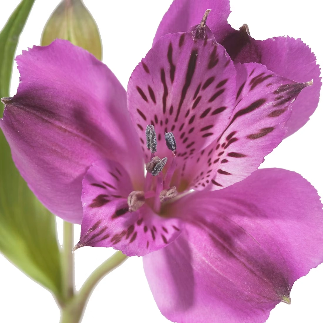 InBloom Alstroemeria, 120 Stems - Purple