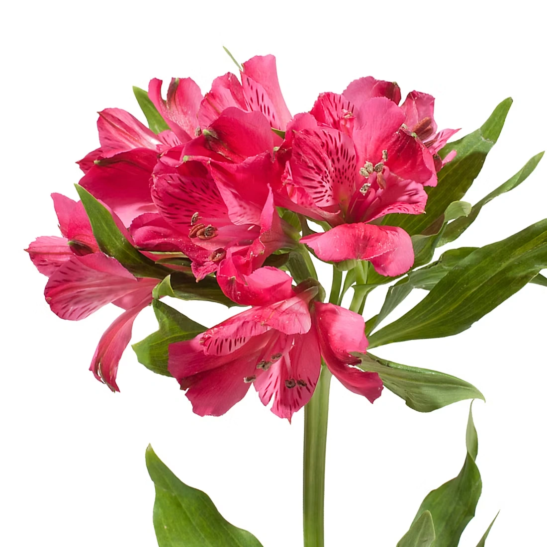 InBloom Alstroemeria, 120 Stems - Hot Pink