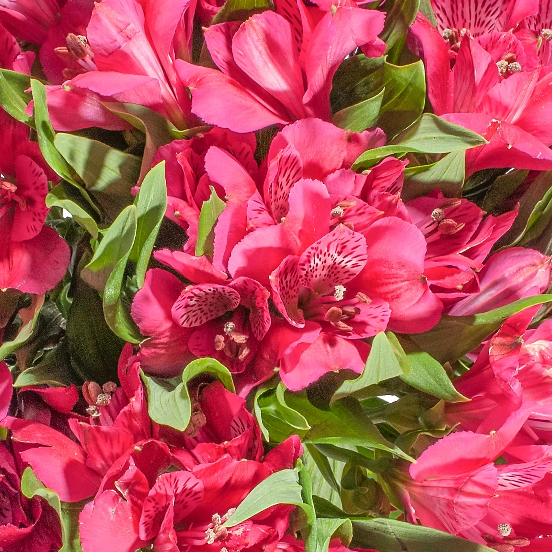 InBloom Alstroemeria, 120 Stems - Hot Pink