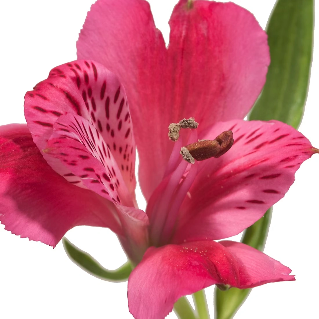 InBloom Alstroemeria, 120 Stems - Hot Pink
