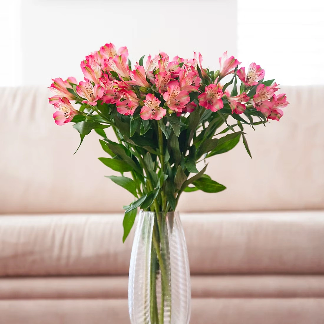 InBloom Alstroemeria, 120 Stems - Hot Pink
