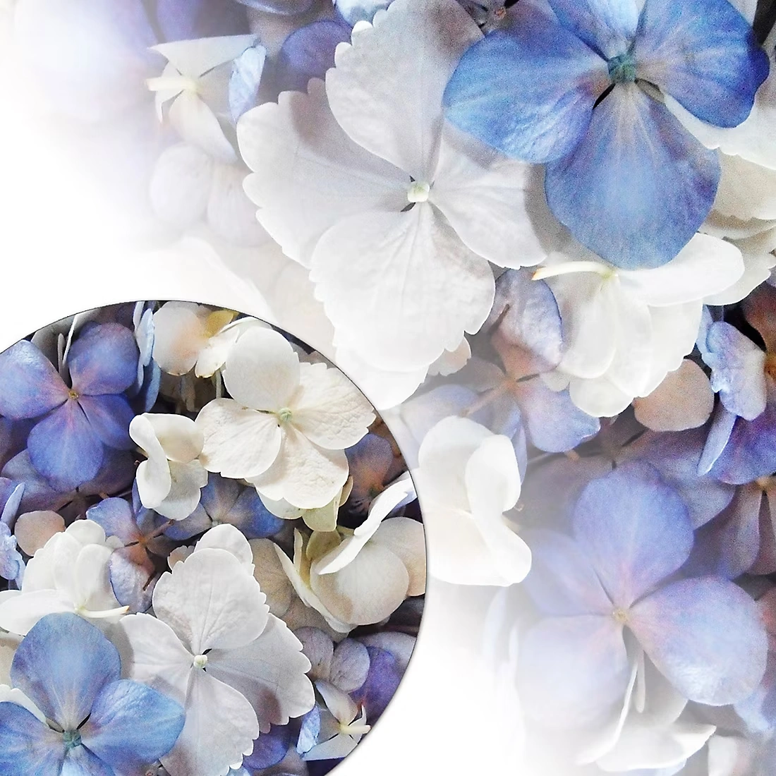 650-700 Hydrangea Petals - Blue/White Assorted 1 650-700 Hydrangea Petals - Blue/White Assorted